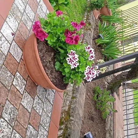 Magnolia *
