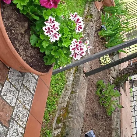 Magnolia בית הארחה *
